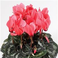 Laser Synchro Salmon Cyclamen