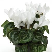Laser Synchro White Cyclamen
