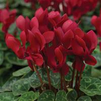 Laser Synchro Wine Cyclamen