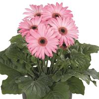 Flori Line Maxi Pink Light Eye Gerbera