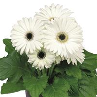 Flori Line Maxi White Dark Eye Gerbera