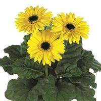Flori Line Maxi Yellow Dark Eye Gerbera