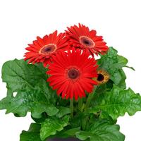 Flori Line Maxi Red Dark Eye Gerbera