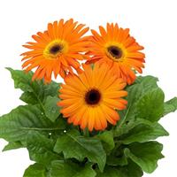 Flori Line Maxi Orange Dark Eye Gerbera