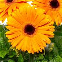 Flori Line Maxi Golden Yellow Dark Eye Gerbera
