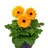 Flori Line Maxi Golden Yellow Dark Eye Gerbera