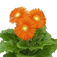Flori Line Maxi Orange Light Eye Gerbera