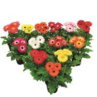 Flori Line Maxi Select Mix Gerbera
