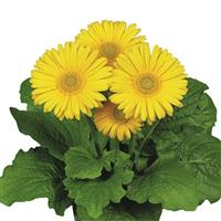 Flori Line Maxi Yellow Light Eye Gerbera