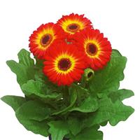 Flori Line Maxi Dark Fireball Dark Eye Gerbera