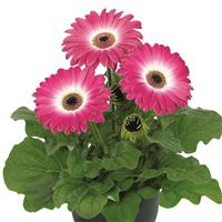 Flori Line Maxi Eyecatcher Purple Dark Eye Gerbera
