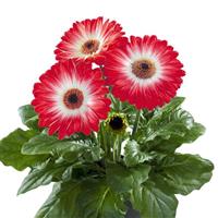Flori Line Maxi Eyecatcher Red Dark Eye Gerbera