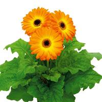 Flori Line Maxi Fireball Dark Eye Gerbera