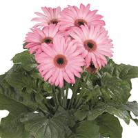 Flori Line Maxi Light Pink Dark Eye Gerbera