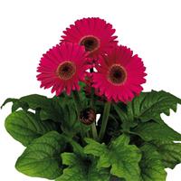 Flori Line Maxi Lilac Dark Eye Gerbera