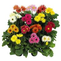Flori Line Maxi Spider Mix Gerbera