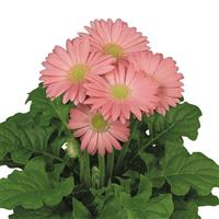 Flori Line Midi Pink Light Eye Gerbera