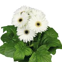 Flori Line Midi White Dark Eye Gerbera