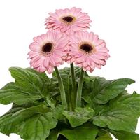 Flori Line Midi Pink Dark Eye Gerbera