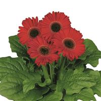 Flori Line Midi Red Dark Eye Gerbera