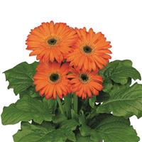 Flori Line Midi Orange Dark Eye Gerbera