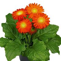 Flori Line Midi Orange Light Eye Gerbera