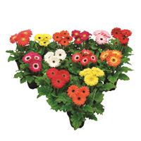 Flori Line Midi Select Mix Gerbera