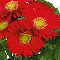 Flori Line Midi Red Light Eye Gerbera