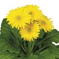 Flori Line Midi Yellow Light Eye Gerbera
