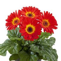 Flori Line Midi Dark Fireball Dark Eye Gerbera