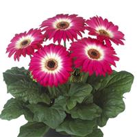 Flori Line Midi Eyecatcher Purple Dark Eye Gerbera