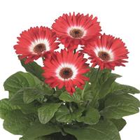 Flori Line Midi Eyecatcher Red Dark Eye Gerbera