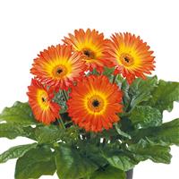 Flori Line Midi Fireball Dark Eye Gerbera