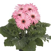 Flori Line Midi Light Pink Dark Eye Gerbera