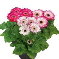 Flori Line Midi Bicolor Dark Eye Gerbera