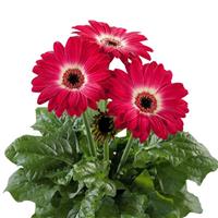 Flori Line Midi Eyecatcher Dark Purple Dark Eye Gerbera