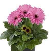 Flori Line Midi Lavender Dark Eye Gerbera