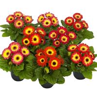 Flori Line Midi Eyecatcher Twilight Dark Eye Gerbera