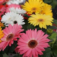 Majorette Mix Gerbera