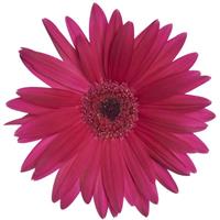 Majorette Orchid Dark Eye Gerbera