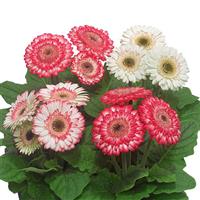 Sundayz Midi Berries & Cream Dark Eye Gerbera