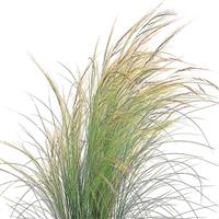 Grass Nassella Pony Tails