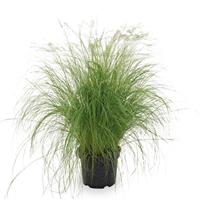 Grass Nassella Pony Tails