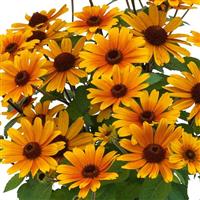 Heliopsis Bacio del Sole
