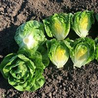 Buteos Lettuce