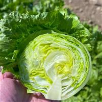 Pint Size Lettuce