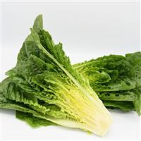 Stampede Lettuce