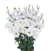 Arosa 1 White Lisianthus