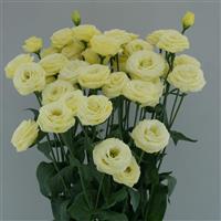 Arosa 2 Yellow Lisianthus