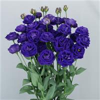 Arosa 3 Blue Lisianthus